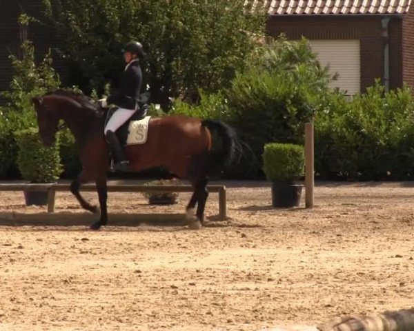 Dressage horse Empire State Building (Westphalian, 2007, from Ehrenwort 3)