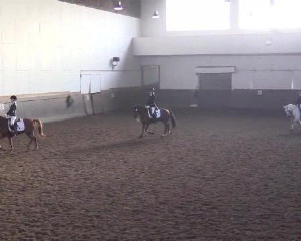 dressage horse Don Rüdi 2 (Westphalian, 2008, from Diamond Boy) dressage horse Don Rüdi 2 (Westphalian, 2008, from Diamond Boy)