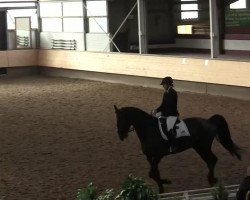 dressage horse Chandou 2 (KWPN (Royal Dutch Sporthorse), 2006)