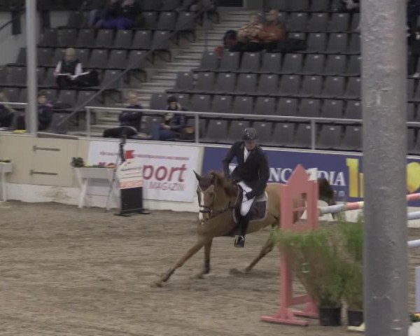 jumper Campitello 5 (Hanoverian, 2007, from Catoki)