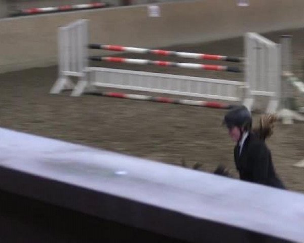 Springpferd Contaldus (Holsteiner, 2008, von Contender)
