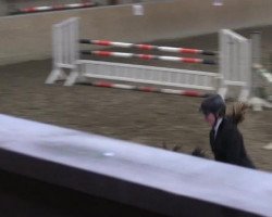 jumper Contaldus (Holsteiner, 2008, from Contender)