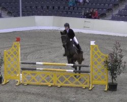 broodmare Fiona 513 (Hanoverian, 2007, from Fighting Alpha)