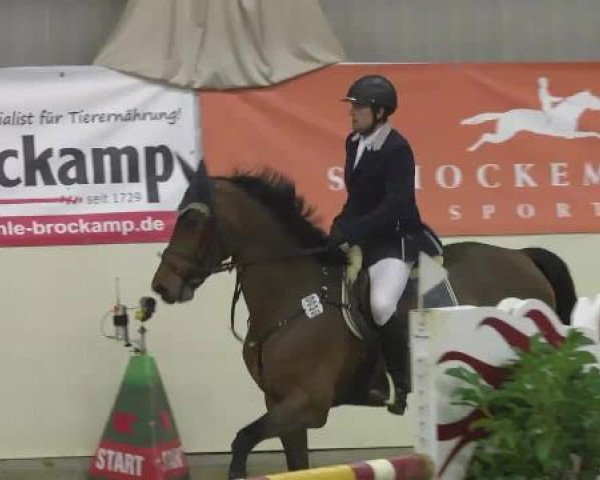 jumper Charmy Girl (Hanoverian, 2007, from Charming Boy 38)