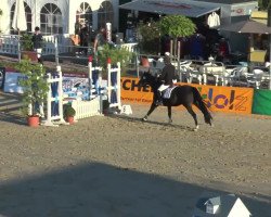jumper Castino 5 (Hanoverian, 2008, from Chequille 2)