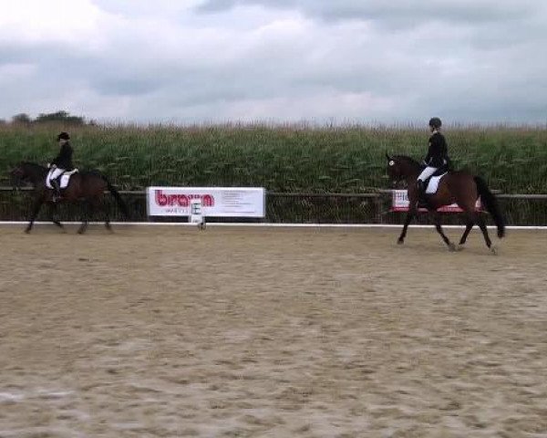 Pferd Rayman (Rheinländer, 2008, von Blue Hors Romanov)