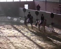 dressage horse Golden Desert Sun (German Riding Pony, 2004, from Golden Dreamdancer)