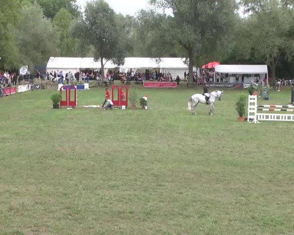 jumper Casper 327 (Slovenian Warmblood, 2003, from Corelli)