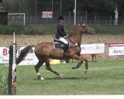 jumper Chapita L (Württemberger, 2008, from Ciacomo)