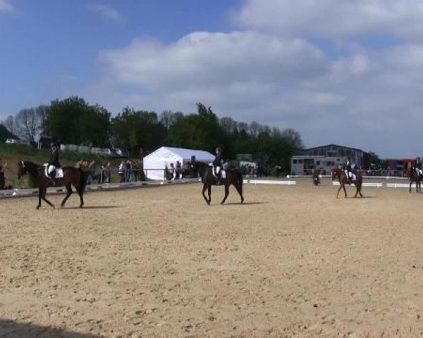 dressage horse First Edition E (Westphalian, 2007, from Flamur)