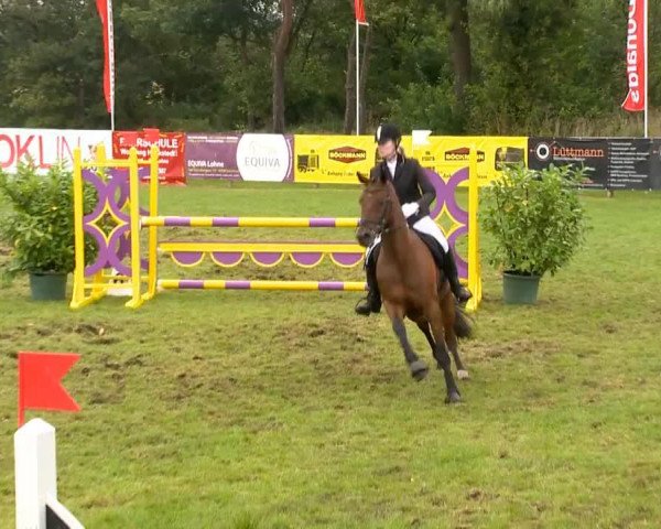 broodmare Emma 238 (Oldenburg, 2008, from Sorento OLD)