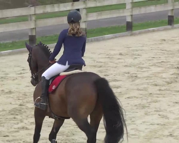 Springpferd Filou Sg (Hannoveraner, 2007, von Forsyth)