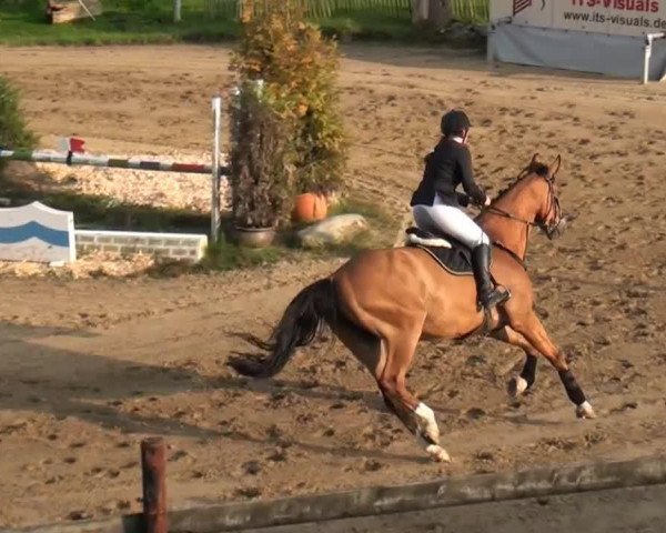 jumper Carlo HL (Rhinelander, 2007, from Contello)