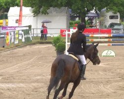 jumper Hestia van de Peule (Belgian Warmblood, 2007, from Blue Boy van Berkenbroeck)