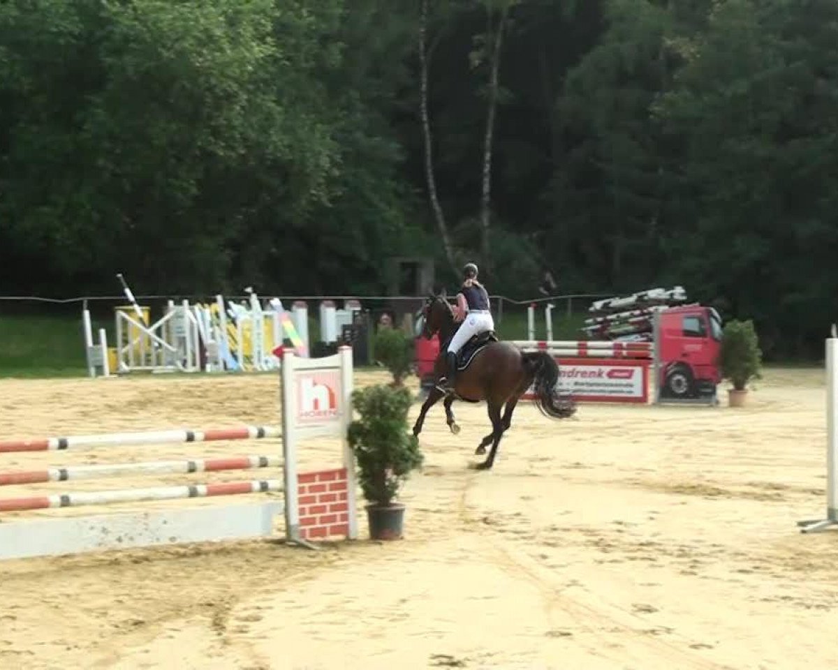 jumper Samba Boy xx (Thoroughbred, 1998, from Dashing Blade xx)