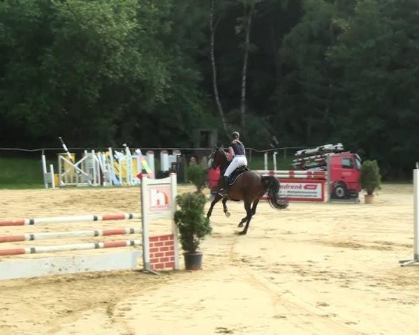 jumper Samba Boy xx (Thoroughbred, 1998, from Dashing Blade xx)