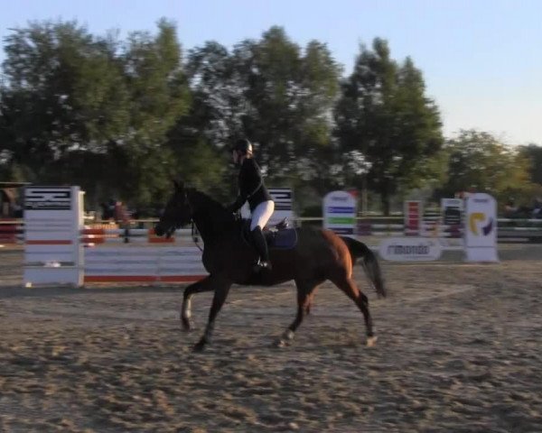 Springpferd Lightning 100 (Holsteiner, 2008, von Landos)