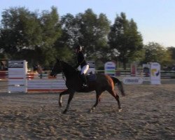 jumper Lightning 100 (Holsteiner, 2008, from Landos)