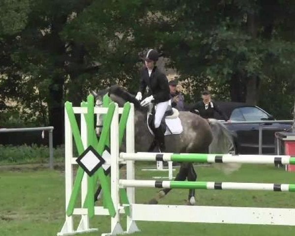 Springpferd Abony 4 (Zangersheide Reitpferd, 2007, von Asca Z)
