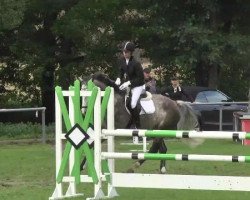 jumper Abony 4 (Zangersheide riding horse, 2007, from Asca Z)