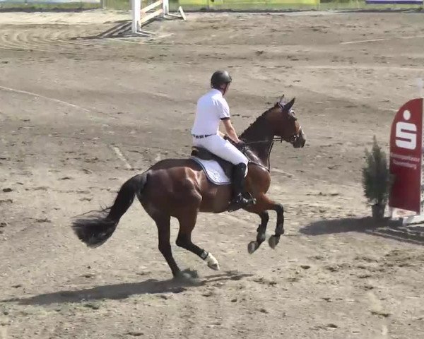jumper Barroso (Oldenburg, 2007, from Balou del Sol)