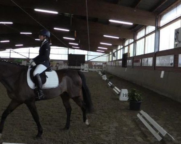 Springpferd Zokus (KWPN (Niederländisches Warmblut), 1989, von VDL Sheraton)