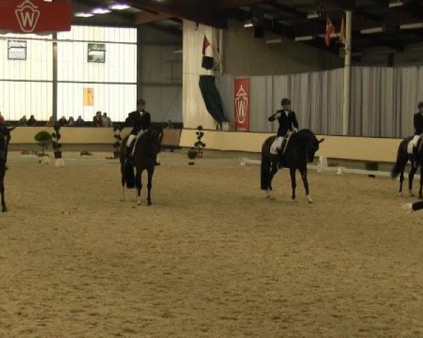 dressage horse La Perla 25 (Hanoverian, 2007, from Londontime)