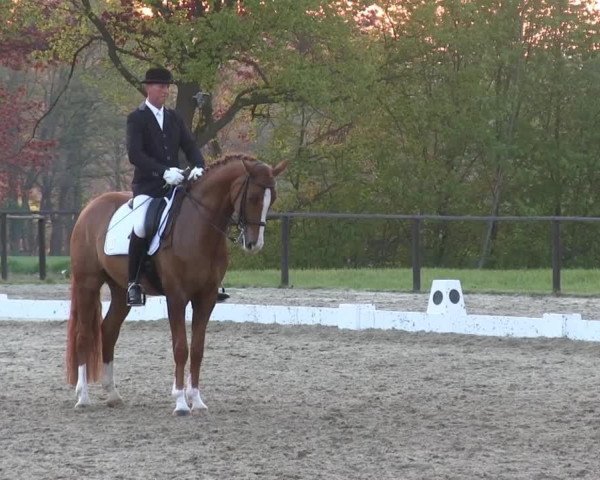 dressage horse Romeo 795 (Hanoverian, 2007, from Royal Blend)