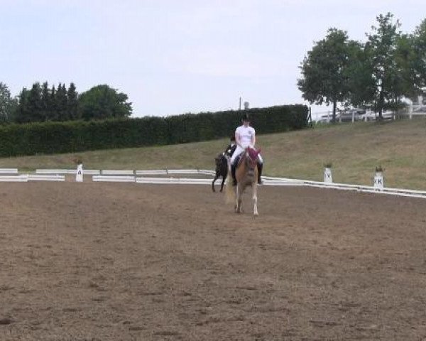 dressage horse Nicki 338 (German Riding Pony, 1981, from Navarino)