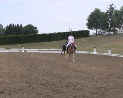 Dressurpferd Nicki 338 (Deutsches Reitpony, 1981, von Navarino)