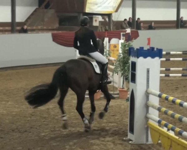 jumper Contessa 189 (Westphalian, 2007, from Coronino)