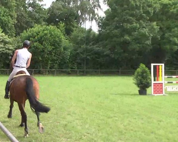 Springpferd Appearing Girl (Württemberger, 2006, von Acordelli)