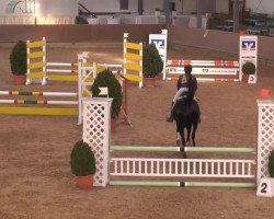 jumper Giulia 60 (German Riding Pony, 1994, from Three-Stars Dumbledore)