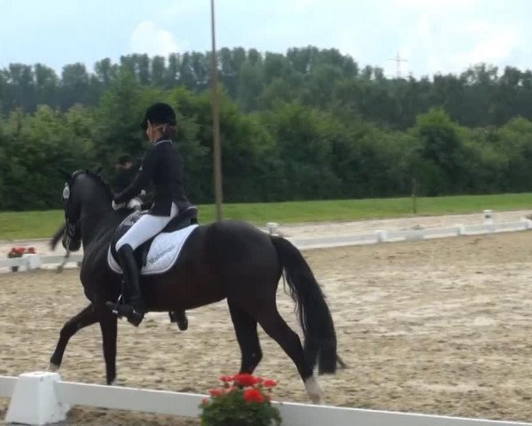 dressage horse Namigo (German Riding Pony, 2008, from Nagano)