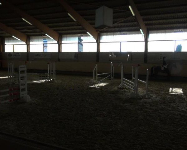 Springpferd Bellevue 106 (Westfale, 2008, von Belissimo NRW)