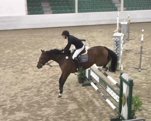 jumper Anemonia (KWPN (Royal Dutch Sporthorse), 2005, from Dutch Capitol)