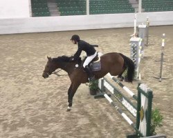 Jumper Anemonia (KWPN (Dutch Warmblood), 2005, from Dutch Capitol)