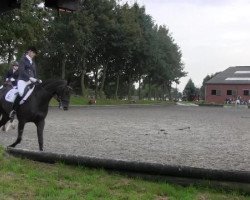 Dressurpferd Santiago 242 (Westfale, 2009, von Sir Donnerhall I)