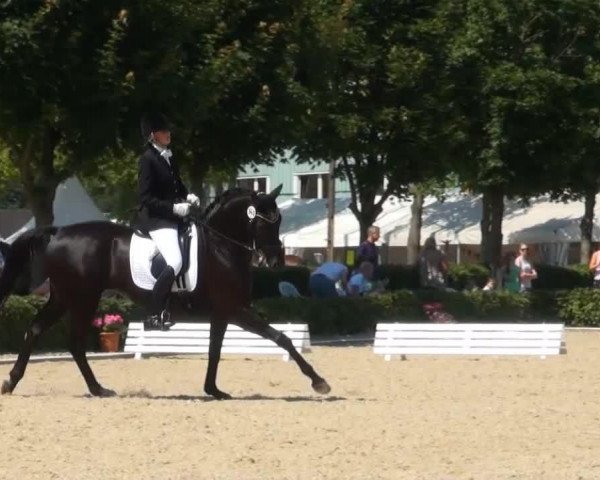 dressage horse Donnakiwita (Hanoverian, 2006, from Don Crusador)