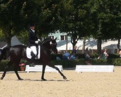 dressage horse Donnakiwita (Hanoverian, 2006, from Don Crusador)