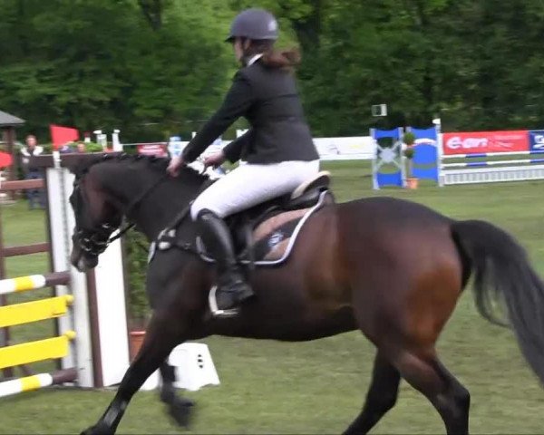Springpferd Con Flash (Holsteiner, 2008, von Ab 19 Chepetto)