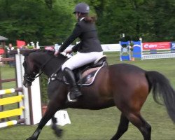 jumper Con Flash (Holsteiner, 2008, from Ab 19 Chepetto)