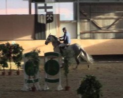 jumper Colonell 7 (Holsteiner, 2005, from Calato)