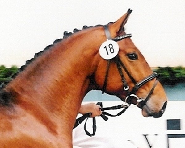 dressage horse Riem d'impossible (Mecklenburg, 2005, from Radeberger)