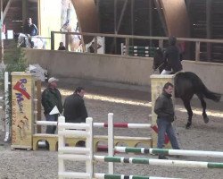 Springpferd Abigail 73 (Hannoveraner, 2007, von Abke 4)