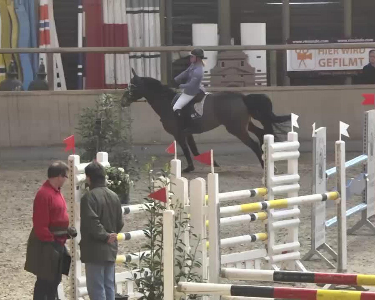 Cavallo da salto Sambucca 21 (Hannoveriano, 2008, di Stedinger)