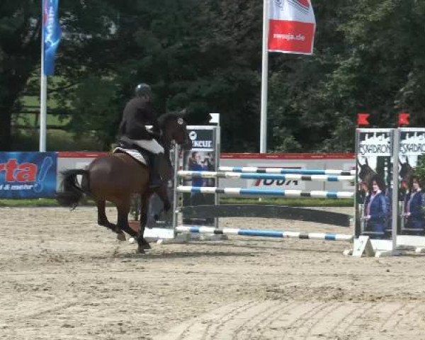 broodmare Finess 176 (Westphalian, 2006, from Fürst Piccolo)