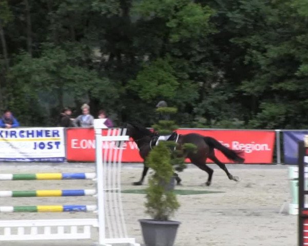 jumper Carolina 32 (Holsteiner, 2007, from Cormint)