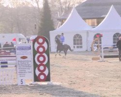 jumper Vegas 47 (German Riding Pony, 2009)