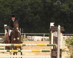 jumper Alando 34 (Westphalian, 2007, from Arpeggio)
